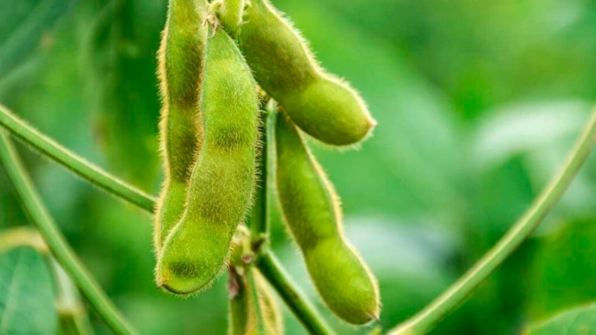 La soja toca su valor más bajo en seis meses