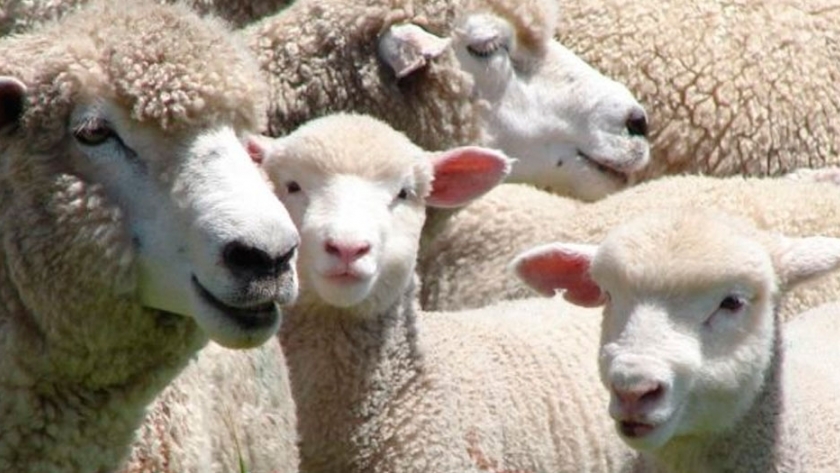 Caracterizan el 75% de las bacterias que habitan en el rumen del ganado