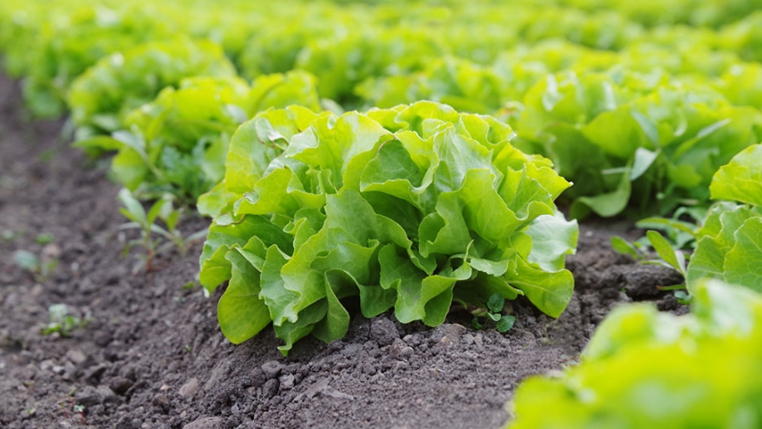 La producción agrícola europea se reducirá en 56,13 millones de toneladas para 2030