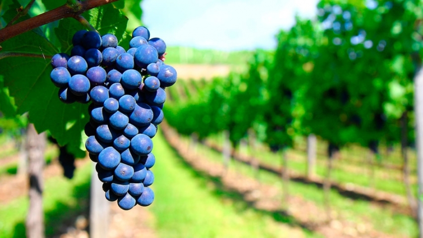 La ruta argentina del Malbec