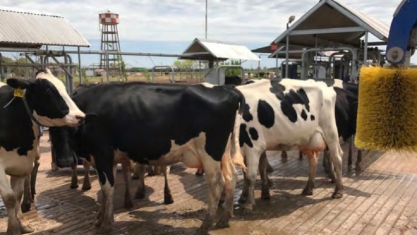 Con un mix de razas tamberas y un acuerdo con una multinacional, produce leche con valor diferencial