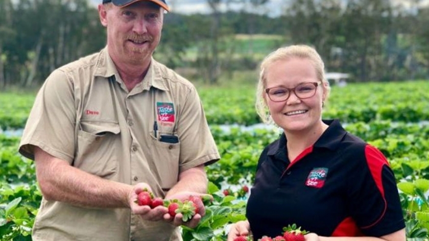 ¿Por qué el futuro del cultivo de fresas en Australia puede estar en el aire?