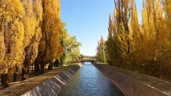 Árboles de Mendoza, testigos ¿silenciosos? de la historia hídrica de la provincia