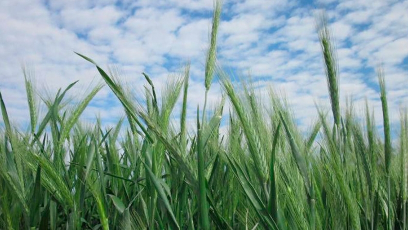 Triticale, el cereal de invierno más eficiente con el agua