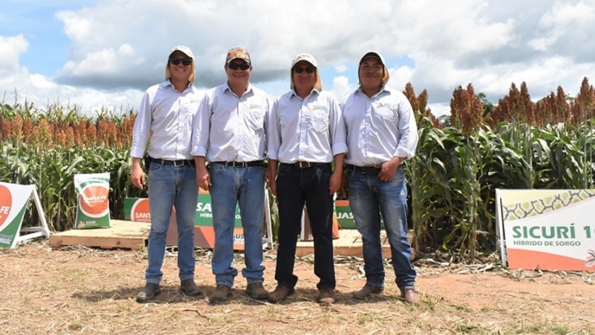 La importancia del ciclo en el cultivo del sorgo