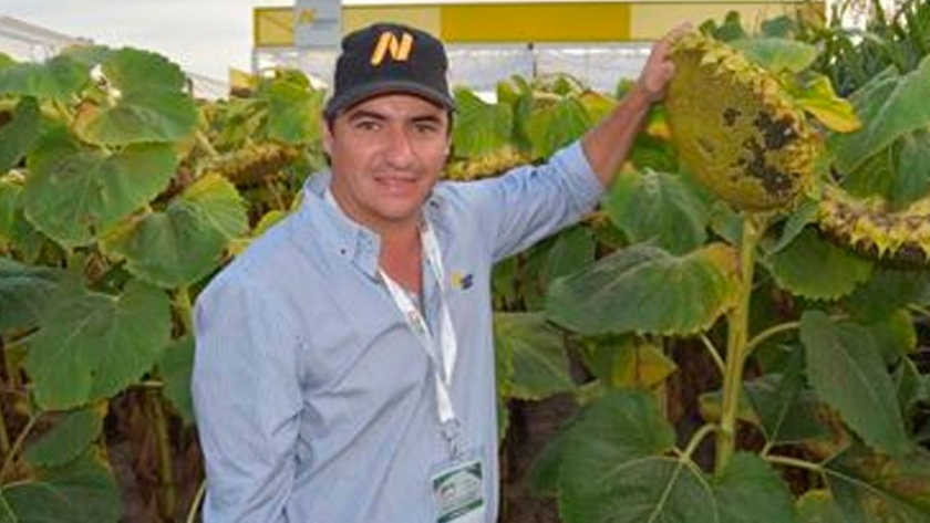 Lanzan dos girasoles que darán que hablar
