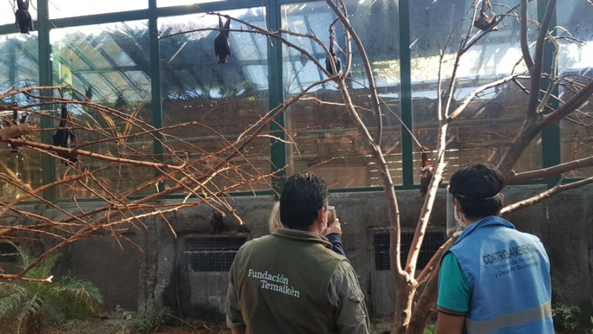 Se realizó un relevamiento sobre medidas preventivas en los zoológicos bonaerenses y en el Ecoparque porteño