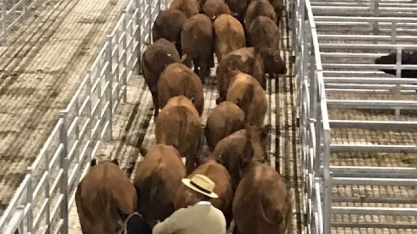 La hacienda para faena aumentó más de 365%