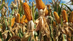 Cómo impacta el atraso en la siembra de maíz