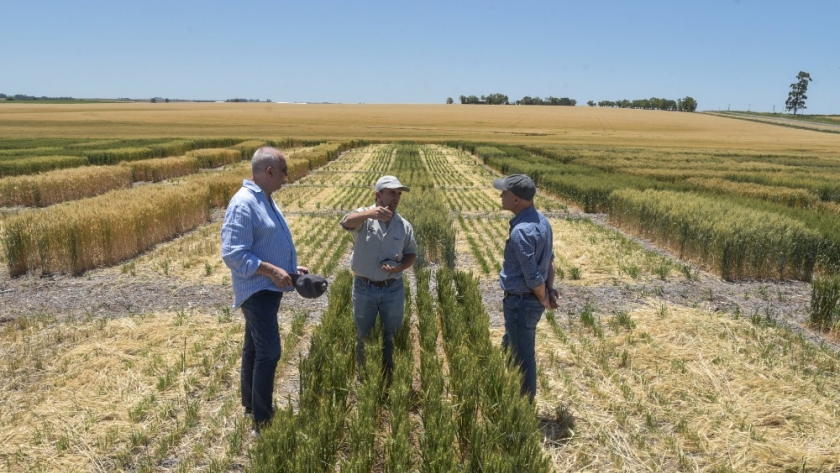 El subsecretario de Agricultura, Delfo Buchaillot, recorrió un campo de trigo HB4 en Victoria, Entre Ríos