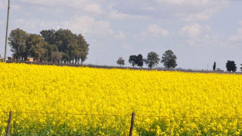 Alimentar al ganado con colza para obtener productos cárnicos más saludables