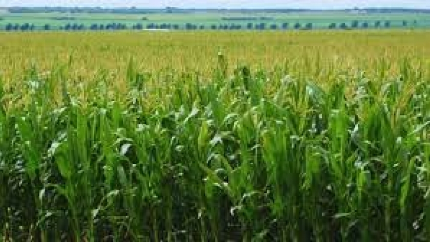 Agricultura adaptativa: cómo gestionar el agua ante un clima variable