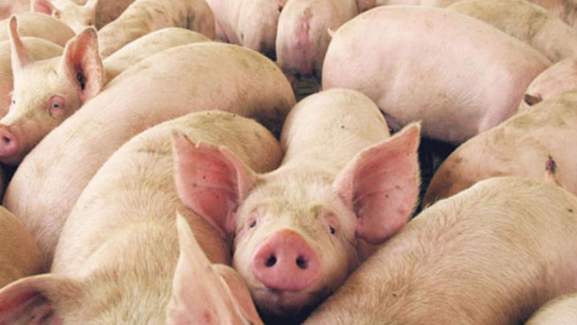 Se acordó exportación de cerdos de Córdoba a China