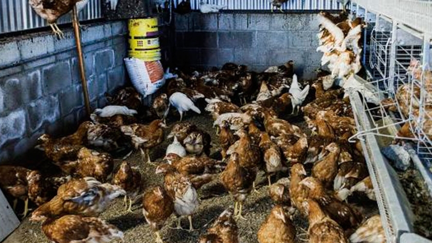 Bienestar animal y valor agregado