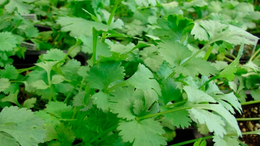 ¿Conoces las diferencias entre el cilantro y el perejil?