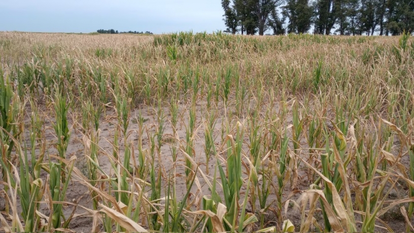 La sequía complica al maíz temprano en la región núcleo y reduce los rindes