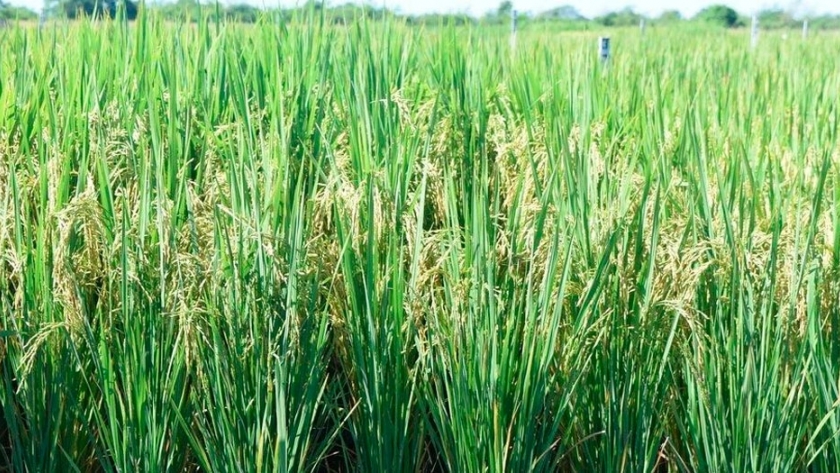 Raúl Schiavi: La cosecha de arroz sigue a paso firme para el mercado interno y externo