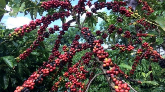 Brasil anticipa un hitórico tercer aumento consecutivo en la producción de café