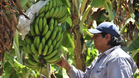 Banana de Orán: Salta aprobó una ley de protección sanitaria