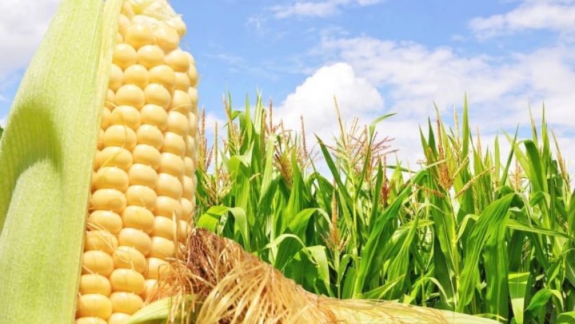 Ola amarilla: la Bolsa de Cereales elevó a 200.000 hectáreas la intención de siembra de maíz