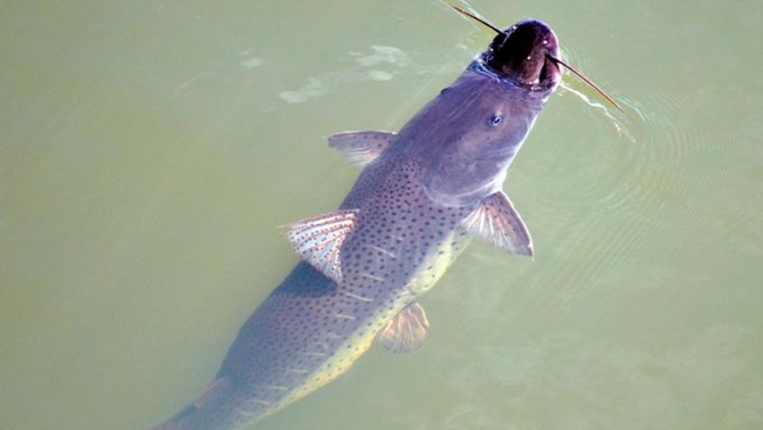 Pesca de Surubí manchado (Pseuplatystoma coruscans)