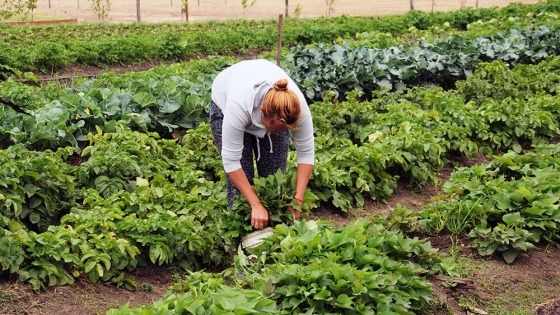 Huerta rápida: cómo sembrar vegetales para cosechar en menos de dos meses