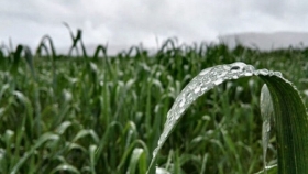 Lluvias récord complican la cosecha y generan pérdidas en el corazón agrícola del país