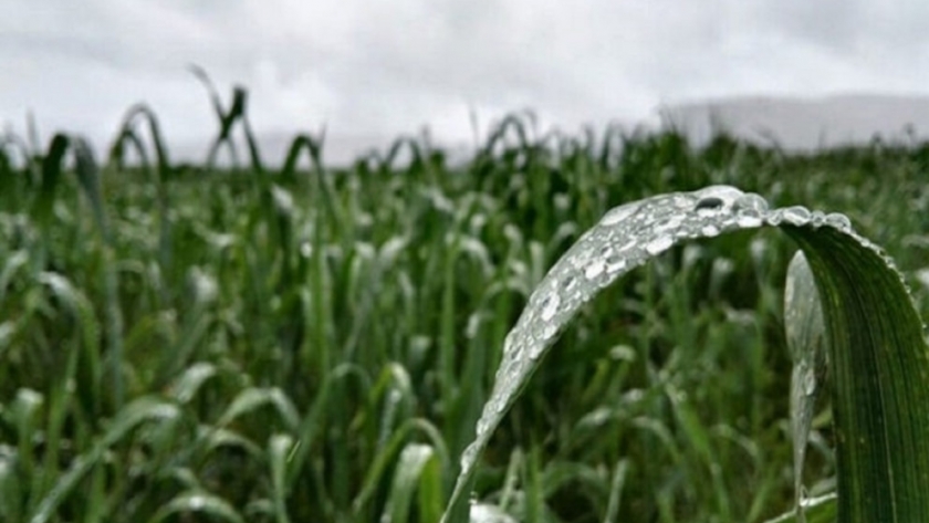 Lluvias récord complican la cosecha y generan pérdidas en el corazón agrícola del país