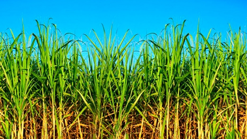 La producción de caña de azúcar en Tucumán