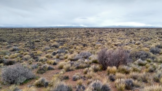 La clave del equilibrio productivo en la Patagonia: la alianza entre pastos y arbustos