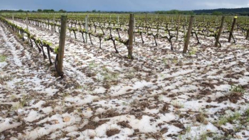Los viñedos de Nueva Zelanda, ante la amenaza del granizo