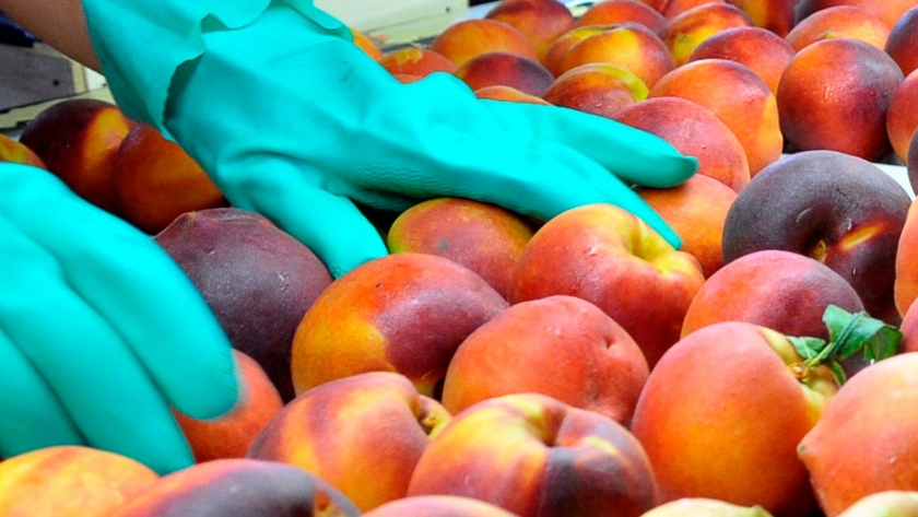 Estiman una cosecha frutícola baja en volumen, pero con fuerte alza en los precios