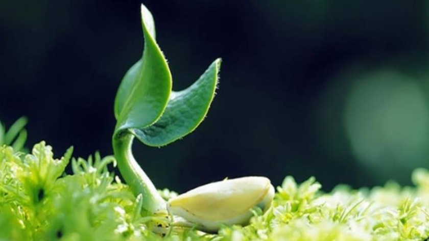Bioestimulantes: un compañero clave en momentos difíciles