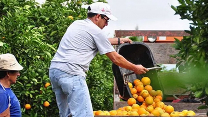 Más facilidades para la agricultura familiar: habrá actualización automática de RENSPA para productores de frutas y hortalizas
