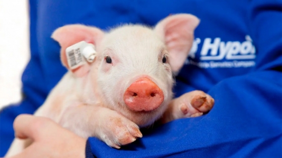 Enfoques innovadores en el control de enfermedades porcinas