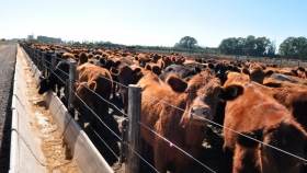 Las exportaciones de carne bovina a Estados Unidos crecieron el 2325% durante los primeros 7 meses del 2020