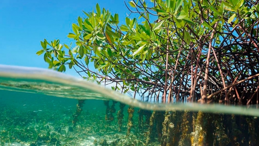 Apple invierte en un bosque de manglares en Colombia