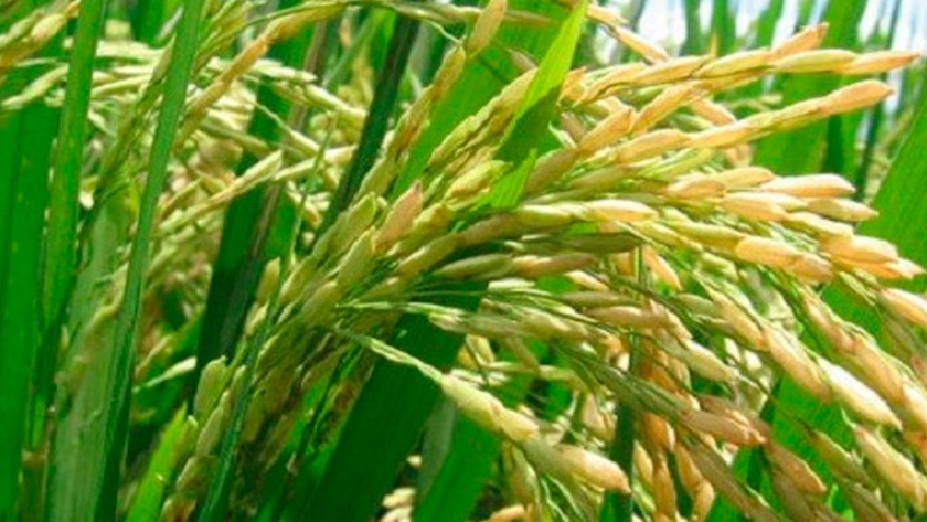 Villaguay, el principal departamento productor de arroz en Entre Ríos