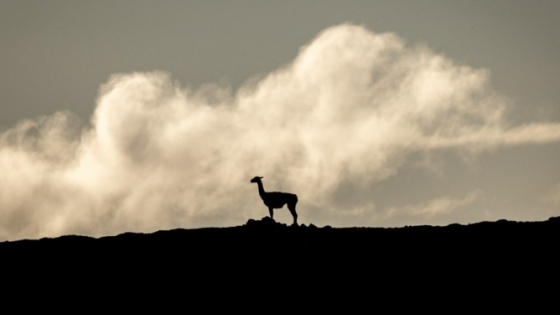 El biólogo Emiliano Donadío, de Rewilding Argentina, replica los argumentos de los productores de ovinos de la Patagonia: “Ni las áreas protegidas ni los guanacos son el problema”