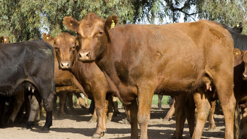 Actualización del Plan Nacional de Control y Erradicación de Brucelosis Bovina