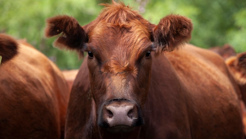 Realizan acciones sanitarias por brotes de rabia paresiante y tristeza bovina en Formosa
