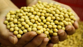 Soja: exportadores disconformes con el decreto de la rebaja a las retenciones