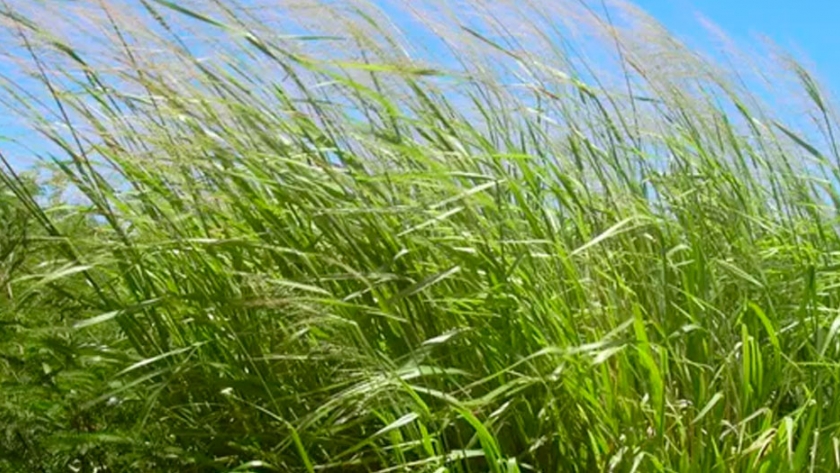 Recomendaciones para sembrar pasturas en zonas con variabilidad de precipitaciones