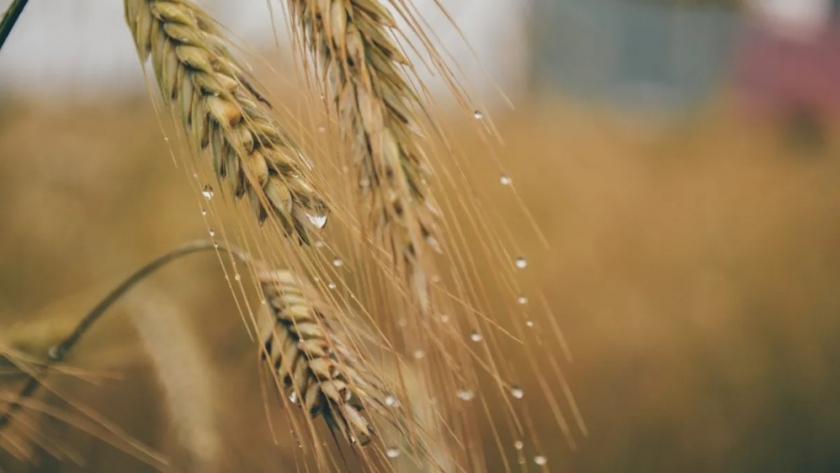 El trigo en la región núcleo: entre la falta de agua y las perspectivas de lluvia