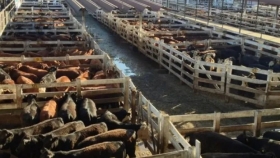 Liniers: la vaca perdió hasta 10 pesos por la incertidumbre en las exportaciones