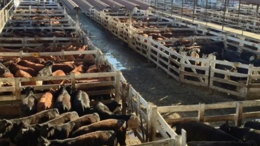 Liniers: la vaca perdió hasta 10 pesos por la incertidumbre en las exportaciones