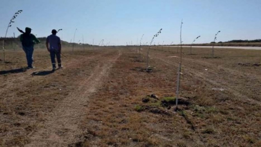 El Gobierno provincial continúa con la forestación en la Cuenca del Morro