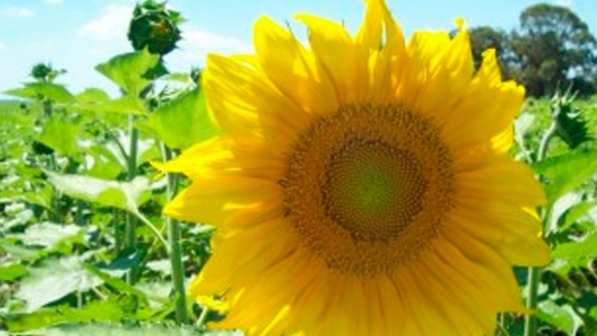 Girasol Confitero Argensun 