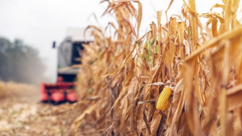 Revés climático superado: récord histórico para la cosecha de maíz