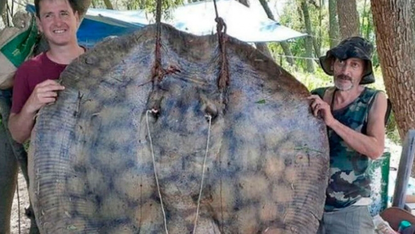 Río Paraná: Pescaron una raya de 153 kilos